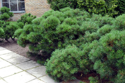 Сосна горная (Pinus mugo Pumilio 40-50 C7.5)