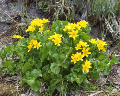 Калужница Caltha Polypetala