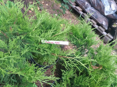 Можжевельник средний (Juniperus media 'Pfitzeriana Aurea' Н-1м В-3м)