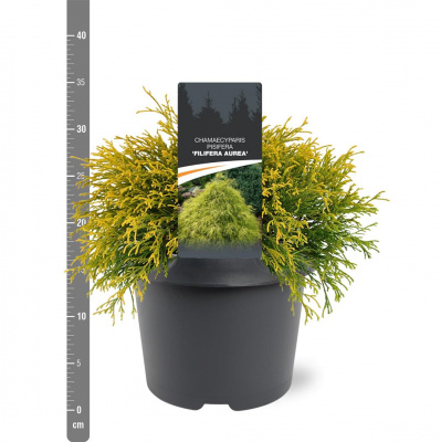 Кипарисовик горохоплодный 'Filifera Aurea' (H2, D2.5м) С3 30cm