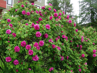 Роза морщинистая (Rosa rugosa Rubra) 30-50 C3