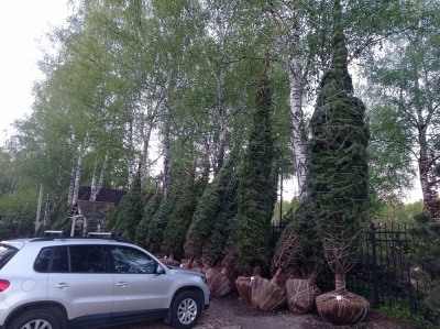 Сосна Обыкновенная Pinus sylvestris (450см, WRB120)