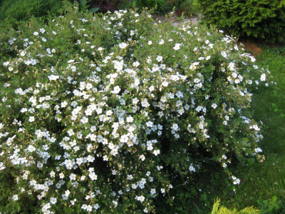 Лапчатка кустарниковая (Potentilla fruticosa Abbotswood цв. белый )