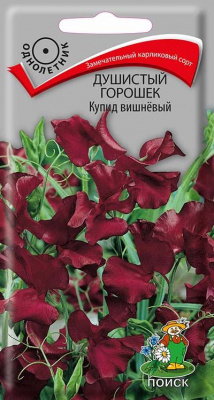 Душистый горошек Купид вишнёвый (ЦВ ) (