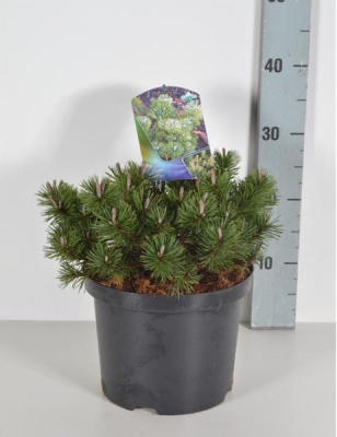 Сосна горная (Pinus mugo Humpy Н0,5-0.8м,В1м) С7,5 30см