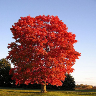 Дуб красный (Quercus rubra Н20 м) 250-300 С20 6-8