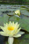Нимфея Nymphaea Хромателла (желтая)