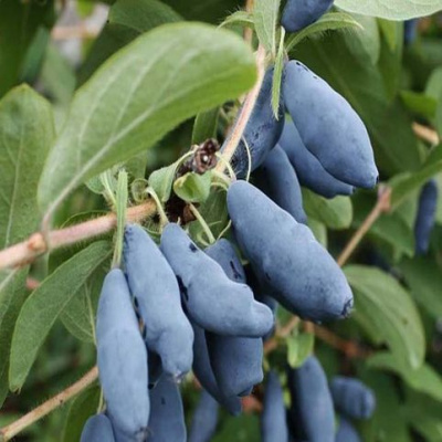 Жимолость камчатская (Lonicera kamtschatica Kalinka C2)