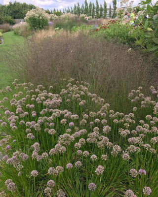Аллиум (Allium Summer Beauty)