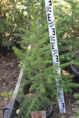 Ель сербская (Picea omorika)