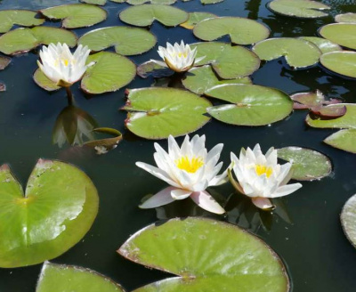 Нимфея Marliacea Albida (Кувшинка, водяная лилия Марлиака Альбида, цв. белый) С4