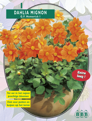 Георгин Dahlia Mignon G.F. Hemerick уп. 5 шт.