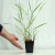 Фалярис тростниковый (Phalaris arundinacea ‘Picta’ H60 соцв-120см ) Р9
