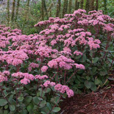 Очиток гибридный Sedum telephium 'Matrona' (розово-алый,VII-Х,Н=50см) с1