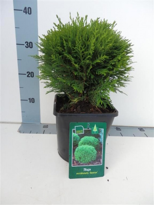 Туя западная (Thuja occidentalis 'Danica' Н0,5м,В0,5м) 30cm С3