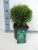 Туя западная (Thuja occidentalis 'Danica' Н0,5м,В0,5м) 30cm С3