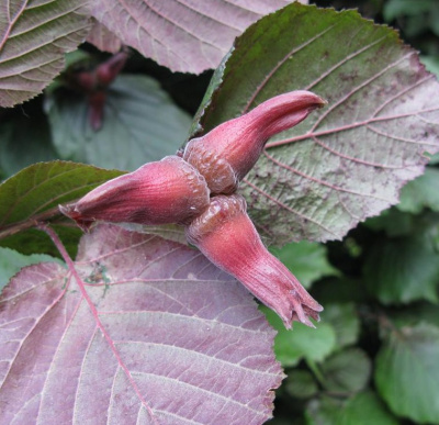 Лещина крупная (Corylus maxima Purpurea)