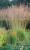 Molinia arundinacea `Karl Foerster`