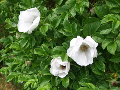 Роза морщинистая (Rosa rugosa Alba Н-1,5м) 40-60 С3
