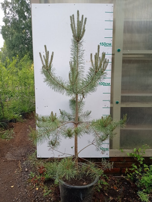 Сосна Обыкновенная Pinus sylvestris  140-150 C10