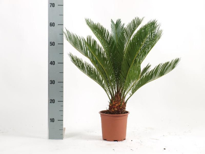 Цикас Cycas Revoluta 14/60