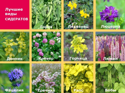 Сидерат Смесь 1 кг