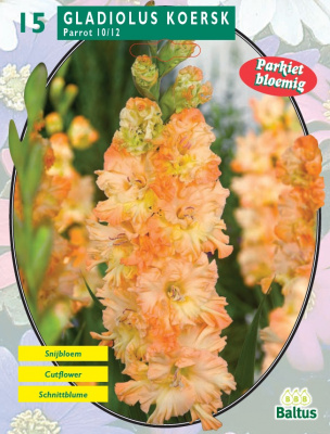 Гладиолус Gladiolus Parrot Koersk per 15