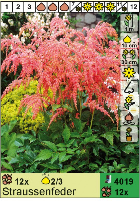 Астильба Astilbe Straussenfeder Н=100см