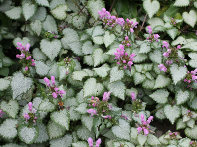 Яснотка Lamium maculatum P9