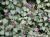 Яснотка Lamium maculatum P9