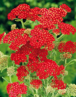 Тысячелистник Achillea Millefolium Paprika Н=60см