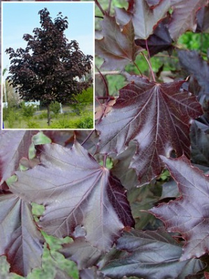 Клен остролистный (Acer platanoides Royal Red)