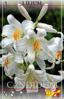 Lilium Candidum 22/+  LEFEBER