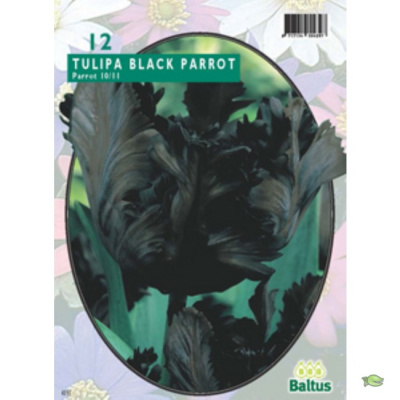 Тюльпан Tulipa Black Parrot, Parkiet per 12