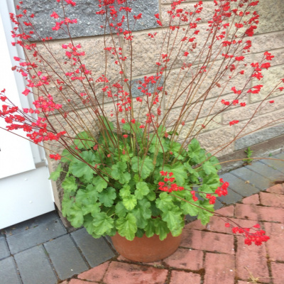 Гейхера 'Ruby Bells'