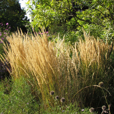 Вейник Карл Фостер Calamagrostis acutiflora Karl Foerster С10