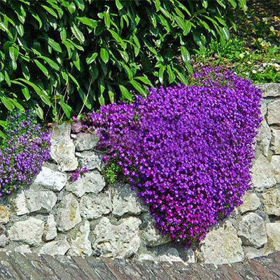 Обриета дельтовидная 'Cascade Purple