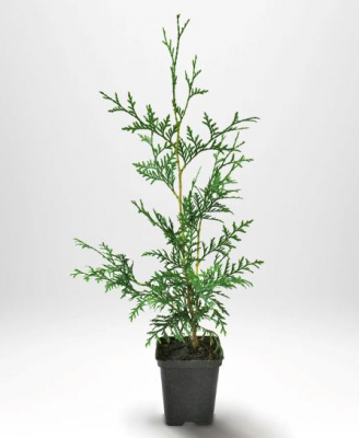 Туя западная Брабант (Thuja occidentalis 'Brabant' Н=10м,В=3-4м)  15cm P9