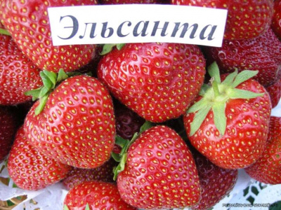 Клубника средн.  Эльсанта мало розеток и усов
