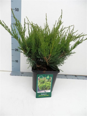 Можжевельник средний (Juniperus media 'Mint Julep' Н-1м,В-2,м)