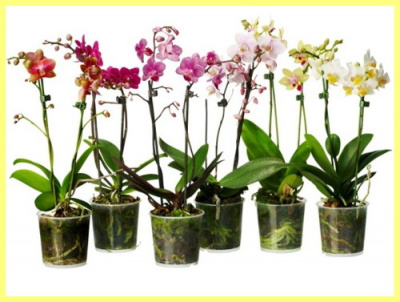 Орхидея Phalaenopsis Mix 1-2 Tak 12/50