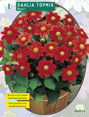 Георгин Dahlia Topmix Rood per 1