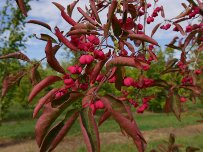 Бересклет европейский Ред Каскад Euonymus europaeus С2