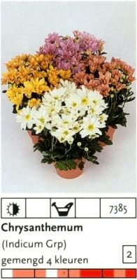 Хризантема Chrysanthemum Indicum Grp Gemengd 5 Kleuren 12/30