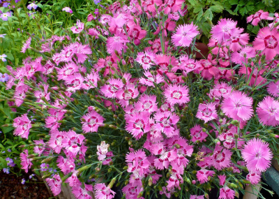 Гвоздика сизая 'Grandiflorus'