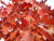 Дуб красный (Quercus rubra)