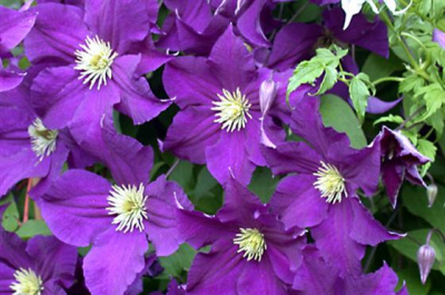 Clematis 'Viola' Клематис (цв.пурпурно-фиолет,пыльники светлые,Дцв=10-14см,Н=2,00-2,50м)
