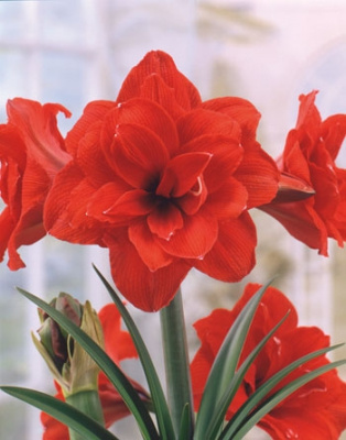 Амарилис Red Nymph
