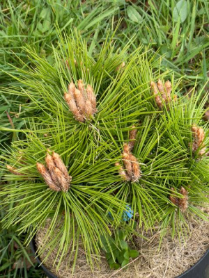 Сосна густоцветковая Лоу Глоу (Pinus densiflora 