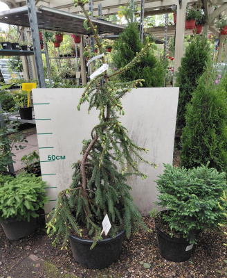 Ель обыкновенная Фробург (Picea abies 